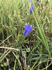 Gentiana pneumonanthe