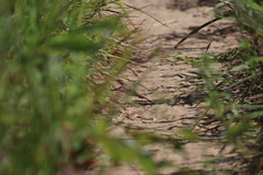 Aspidoscelis sexlineatus