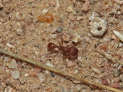 Pogonomyrmex pima