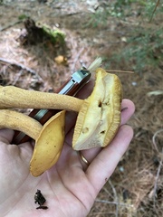 Suillus tomentosus