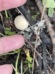 Lycoperdon perlatum
