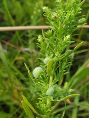Rhopalomyia gemmaria