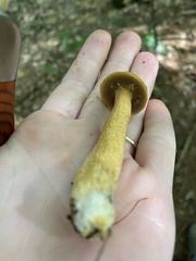 Suillus tomentosus