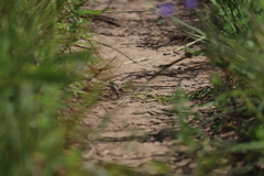 Aspidoscelis sexlineatus