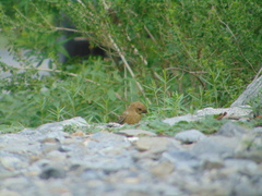 Cyanocompsa parellina