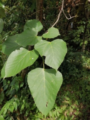 Tilia tuan
