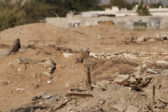 Athene cunicularia hypugaea