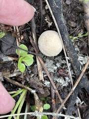 Lycoperdon perlatum