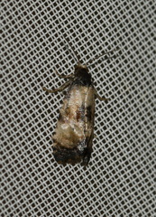 Neocochylis dubitana