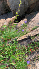 Campanula rotundifolia