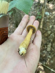 Suillus tomentosus