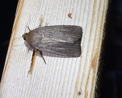 Amphipyra tragopoginis