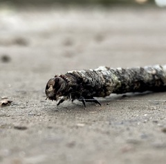 Lepidoptera