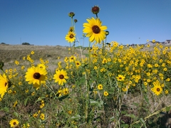 Helianthus petiolaris
