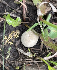 Lycoperdon perlatum
