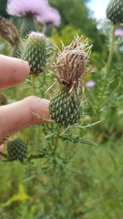 Cirsium discolor