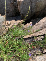 Campanula rotundifolia