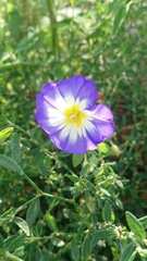 Convolvulus tricolor