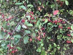 Malus baccata