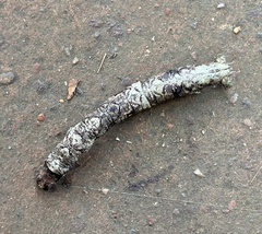 Lepidoptera
