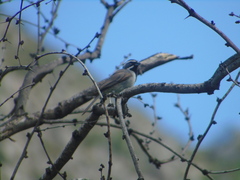 Amphispiza bilineata