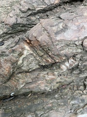 Camponotus pennsylvanicus