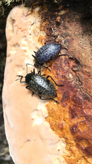 Cypherotylus californicus