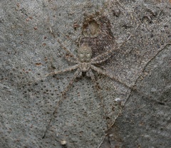 Tamopsis
