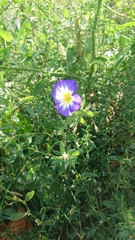 Convolvulus tricolor