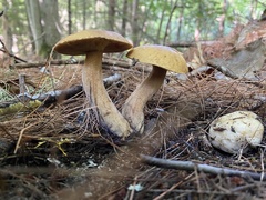 Suillus tomentosus