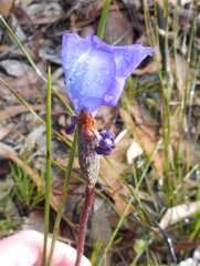 Patersonia