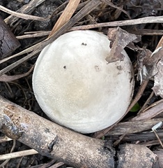 Lycoperdon perlatum