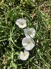 Convolvulus arvensis