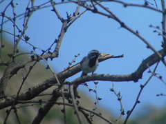Amphispiza bilineata
