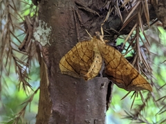 Eulithis diversilineata