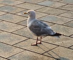 Larus argentatus