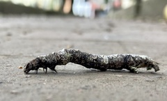 Lepidoptera
