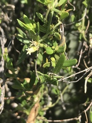 Metastelma arizonicum