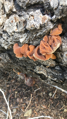 Auricularia auricula-judae