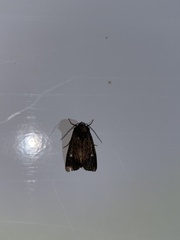 Xestia xanthographa