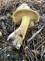 Suillus tomentosus