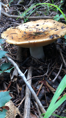 Russula cerolens