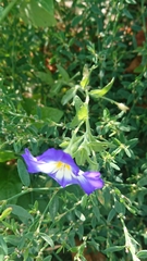 Convolvulus tricolor