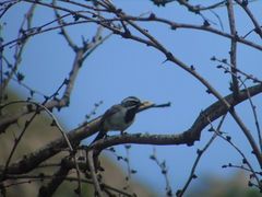 Amphispiza bilineata
