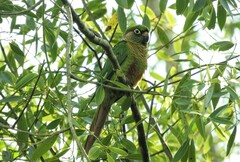 Pyrrhura frontalis