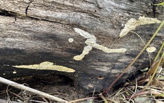 Basidioradulum radula