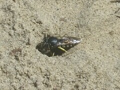 Bicyrtes quadrifasciatus