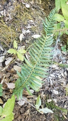Polystichum californicum