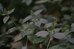 Achyranthes japonica