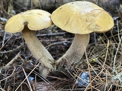 Suillus tomentosus